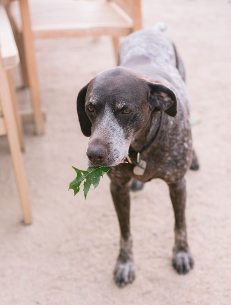 O'brien Estate Winery's family dog holding a leaf in her mouth. Photography by Natural light Napa Photographer.